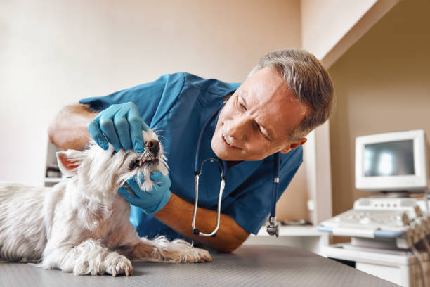 Best Same-Day Emergency Dental Services in Medfd, OR